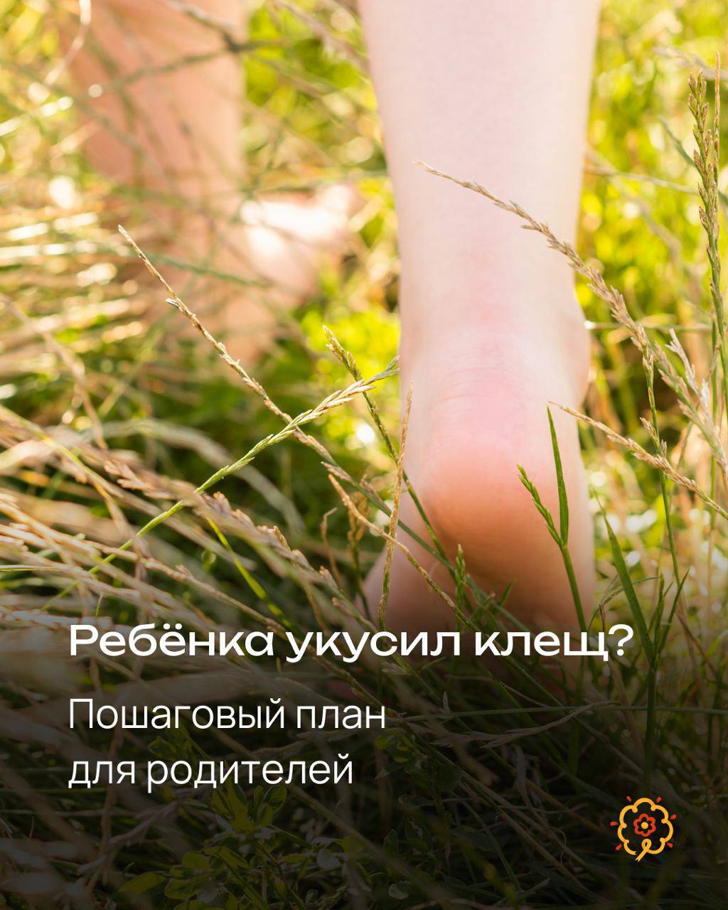 Пошаговый план действий при укусе клеща